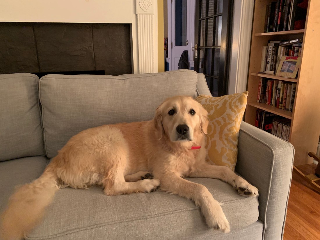 Ruby on blue sofa.JPG