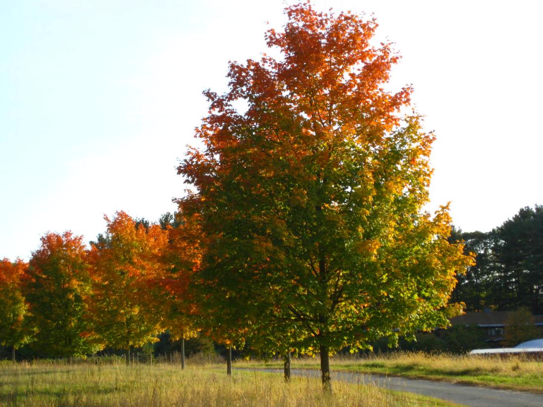 Traffic light trees 2 10-12-2008